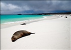 Sea Lions - Gardner Bay - Espanola Island - Galapagos Islands (11)